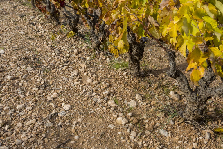 Tapas Soil Terra Alta