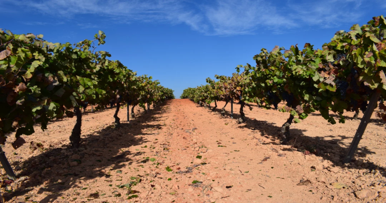 Vienyards Bod. Gotica