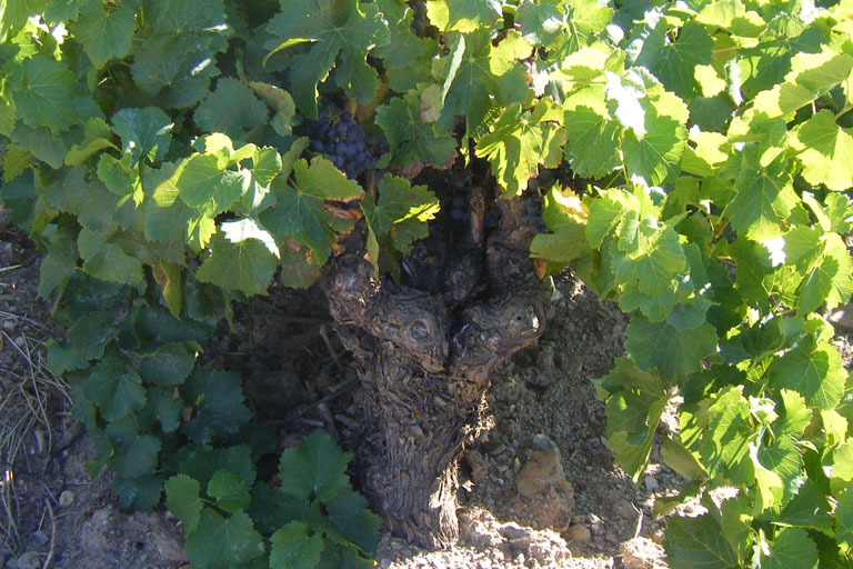 Old Vine in Tuchan