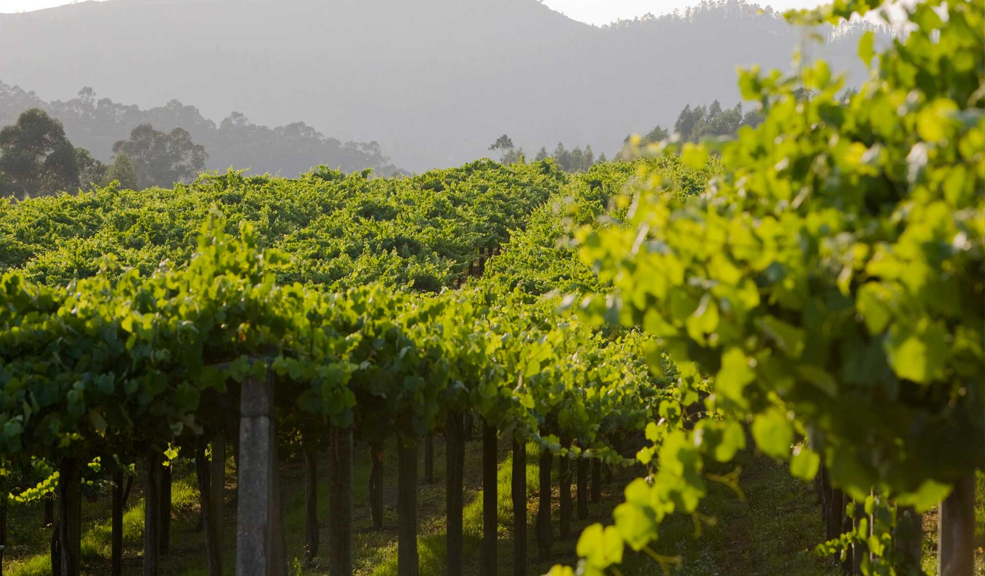 Albariño Reben in Rias Baixas