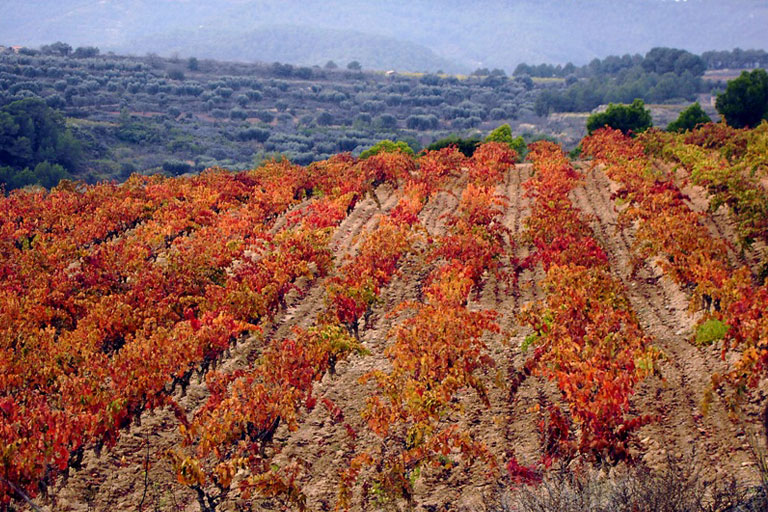 Terra Alta Weinberge
