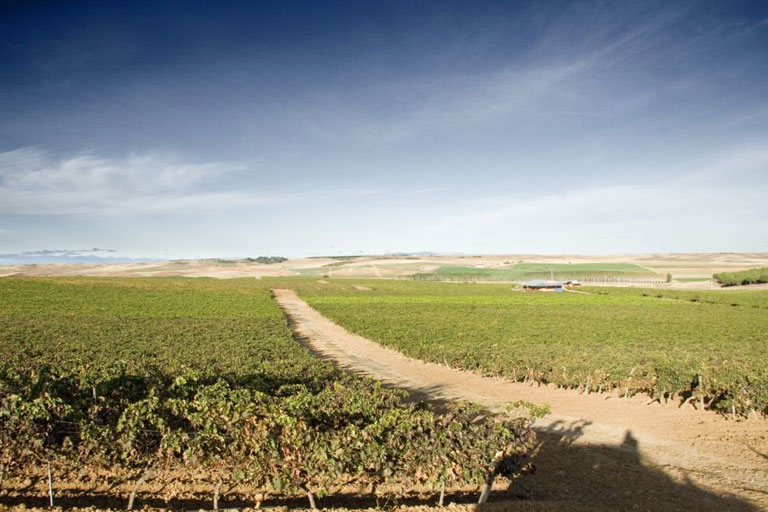 Vienyards Bod. Gotica