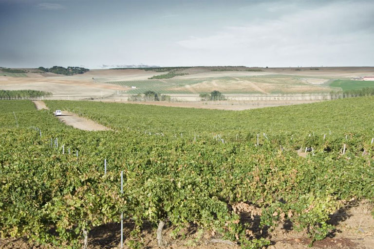 Vineyards Bod. Gótica