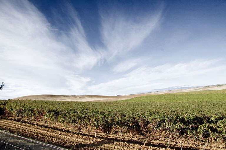 Vineyards Bod. Gotica