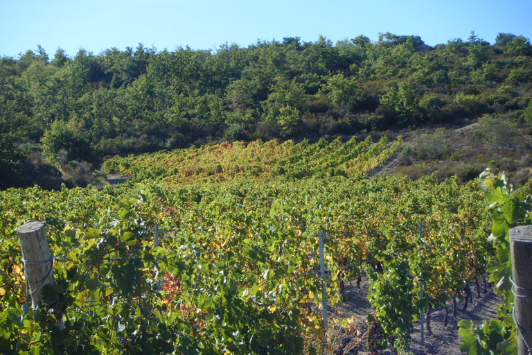 Vineyards in Tuchan
